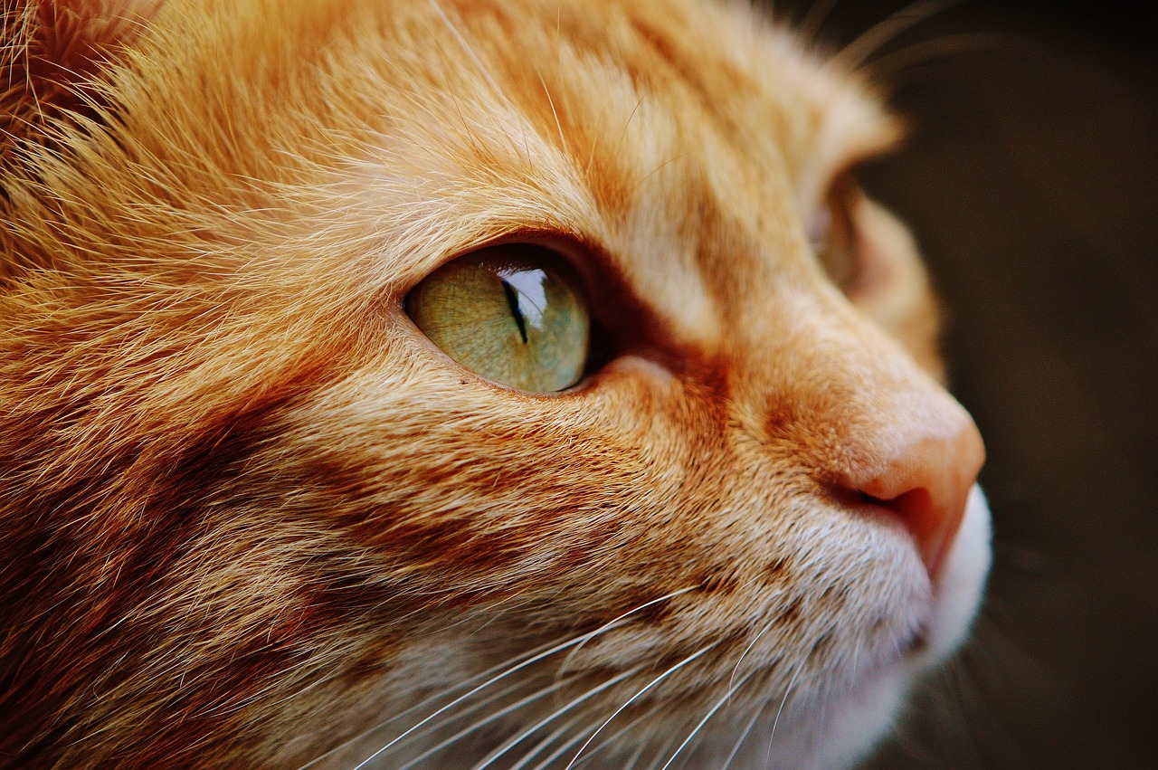 Bestel snel een nat kattenvoer